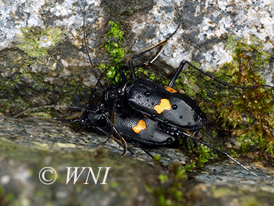 Oxycheila tristis (Cicindelinae)